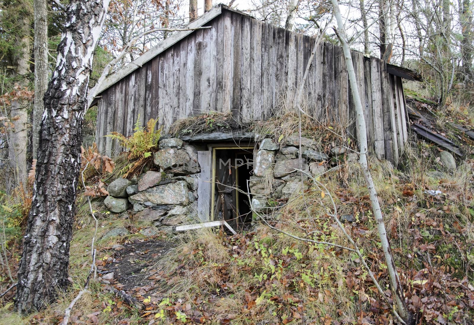 Old cellar heart of nature