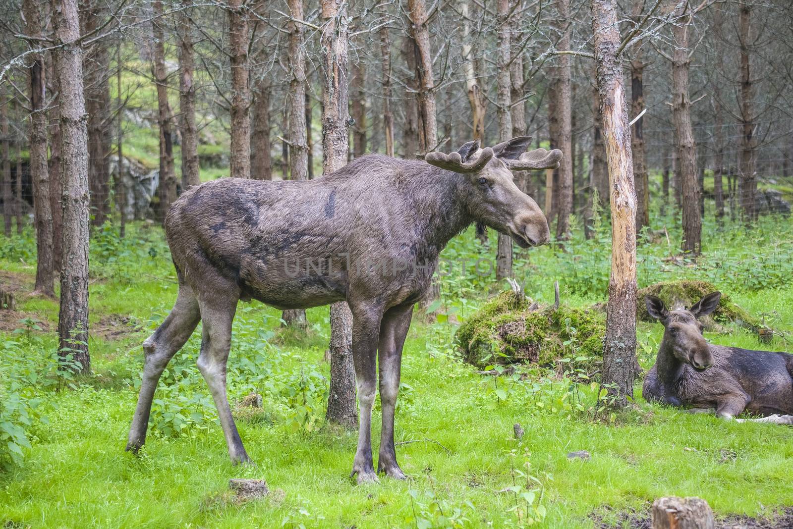 moose in a wildlife park by steirus