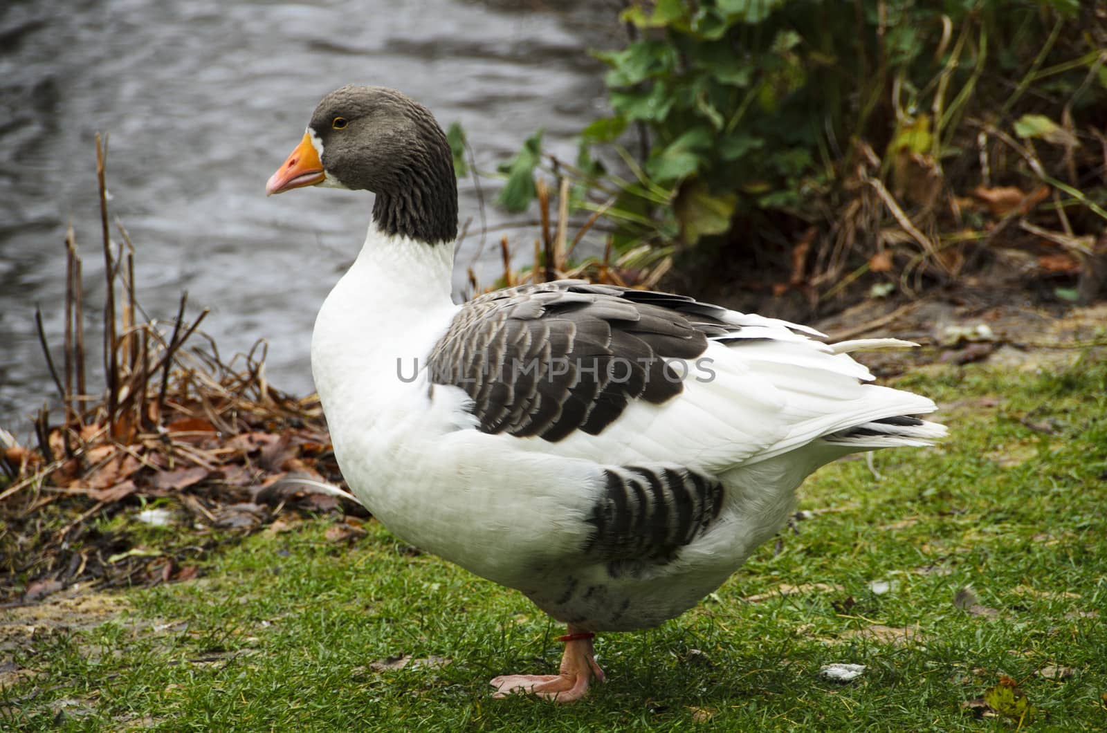 Olands goose on the way to the water