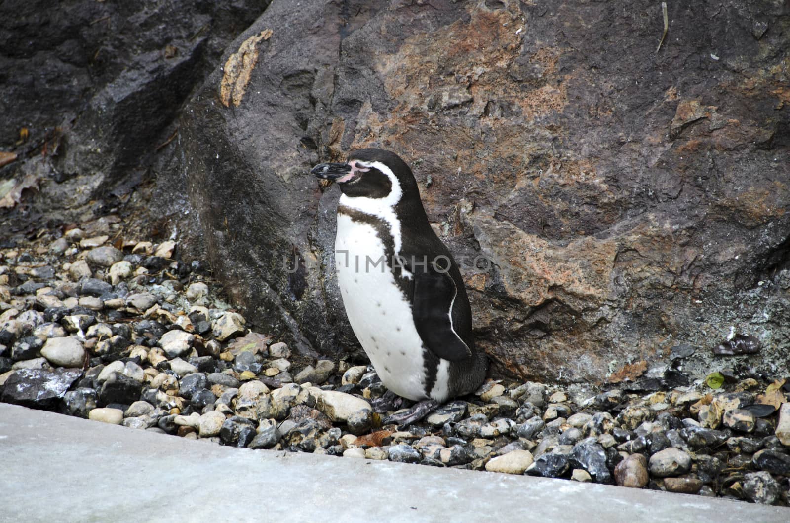 Humboldt penguins resting on the mountain while waiting for food