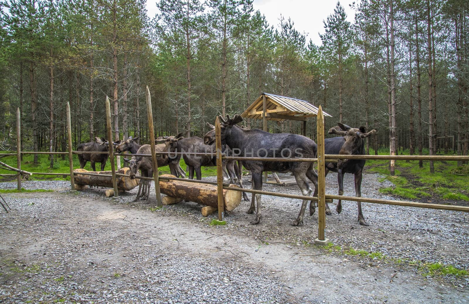 moose in a wildlife park by steirus