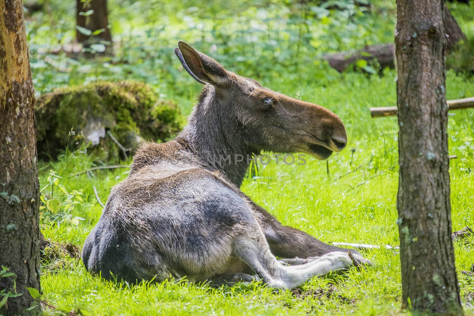 moose in a wildlife park by steirus