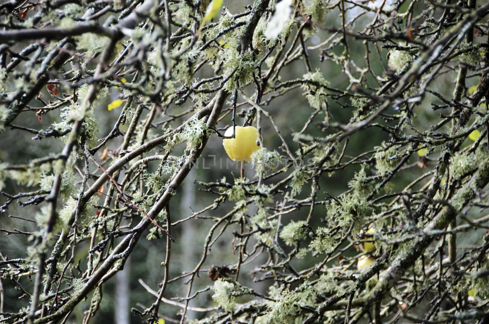 The last apple on the tree for this season