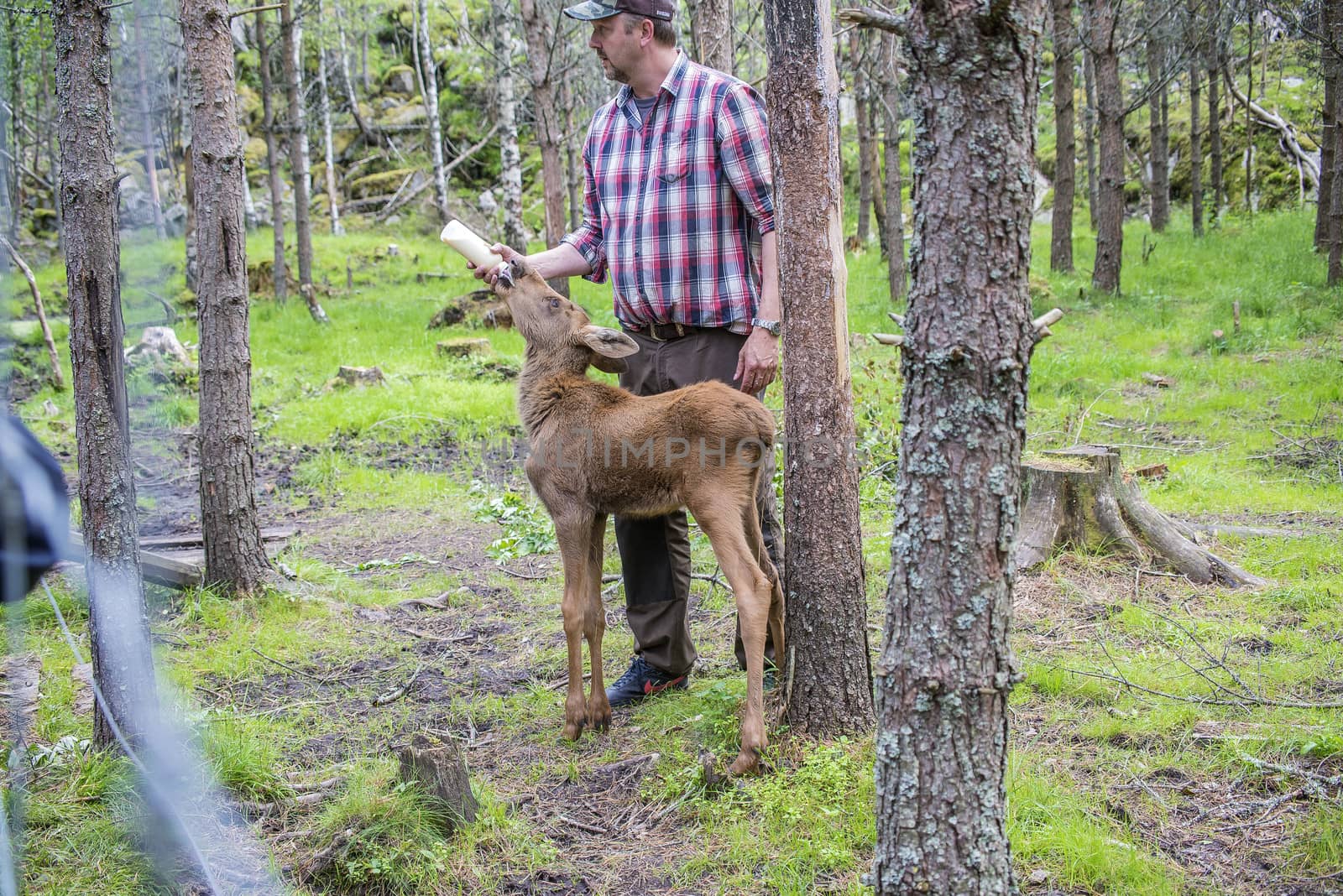 moose in a wildlife park (female calf) by steirus