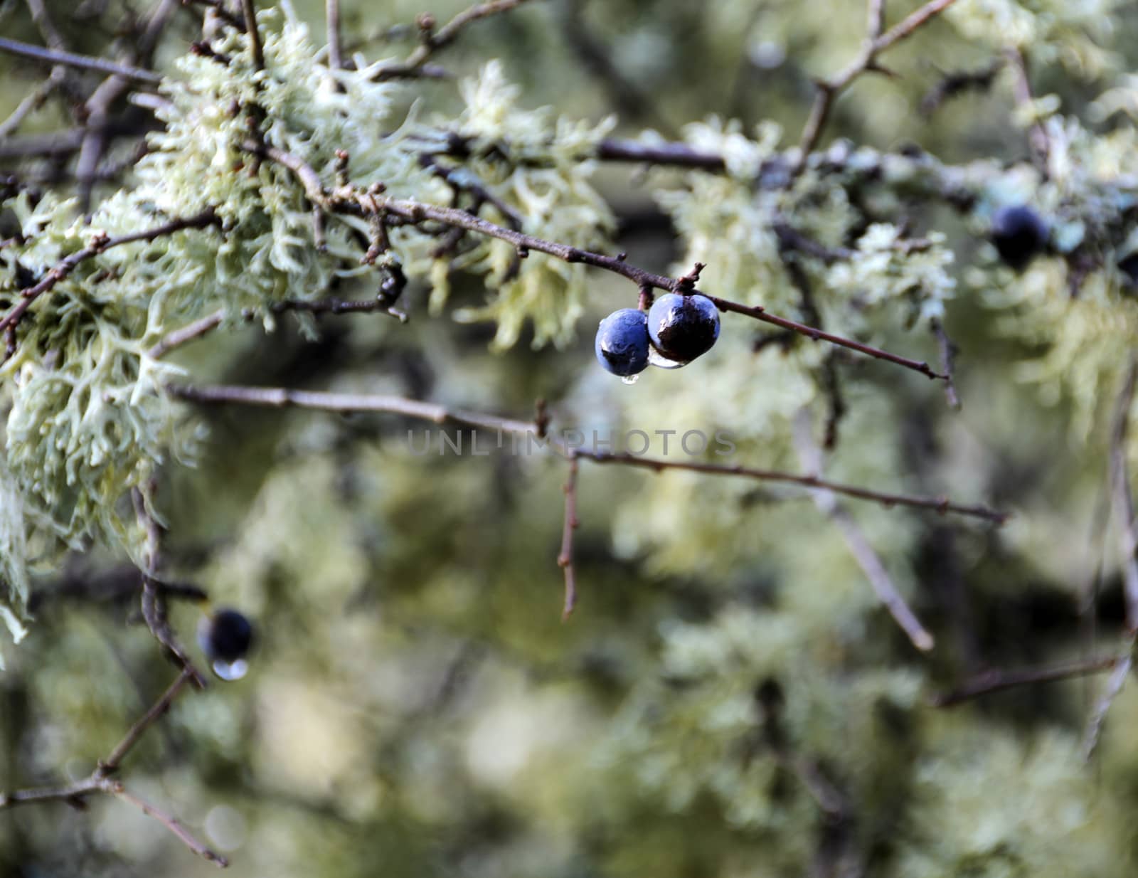 the last humid loans berries after a frosty night