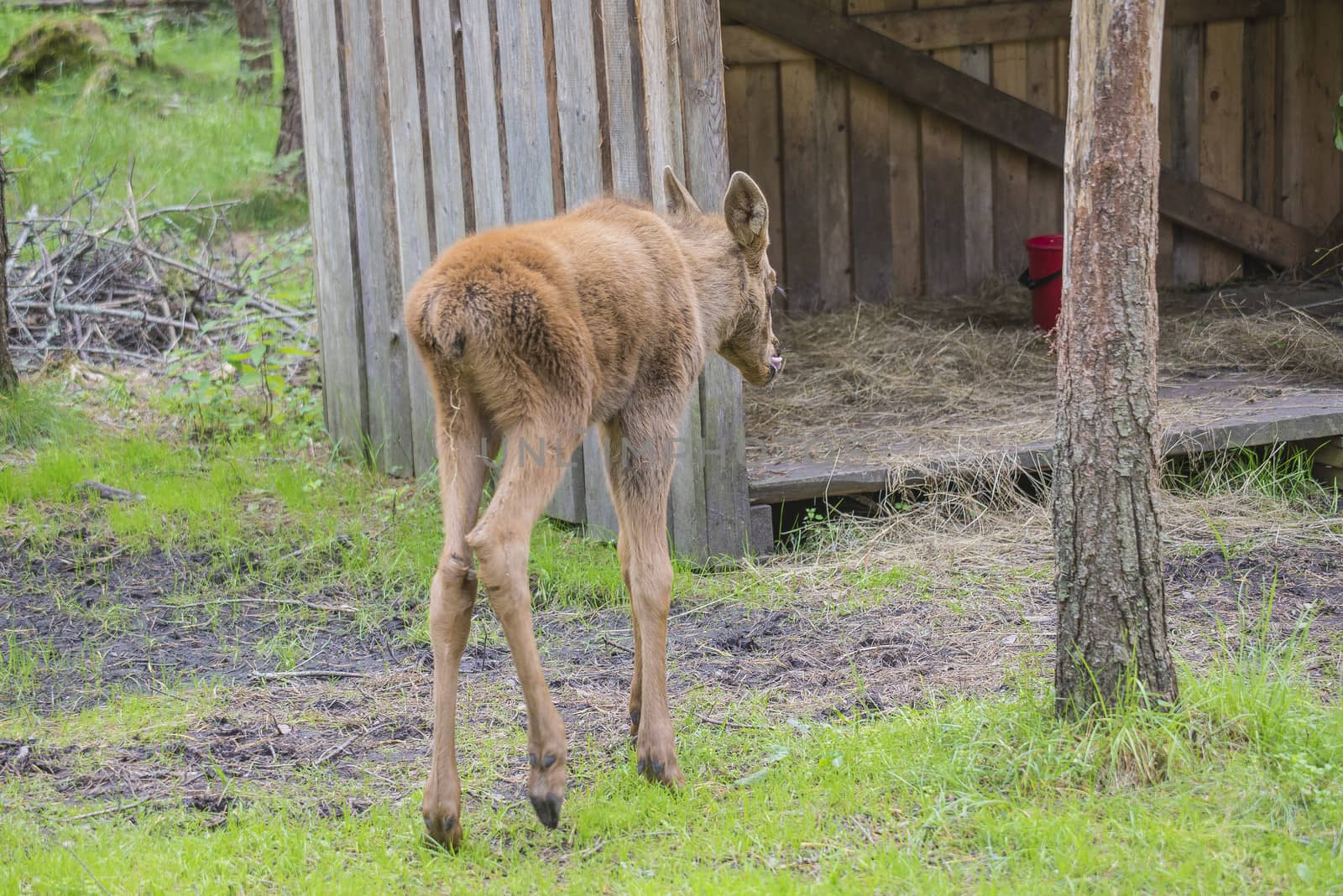 moose in a wildlife park (female calf) by steirus