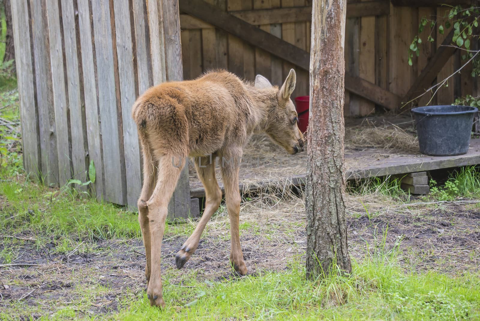 moose in a wildlife park (female calf) by steirus