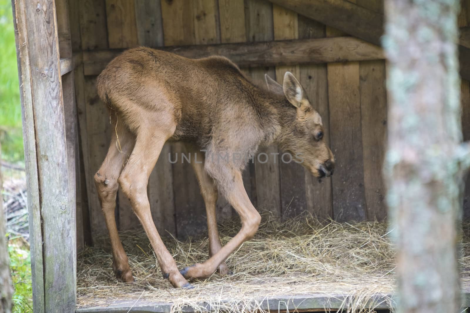 moose in a wildlife park (female calf) by steirus