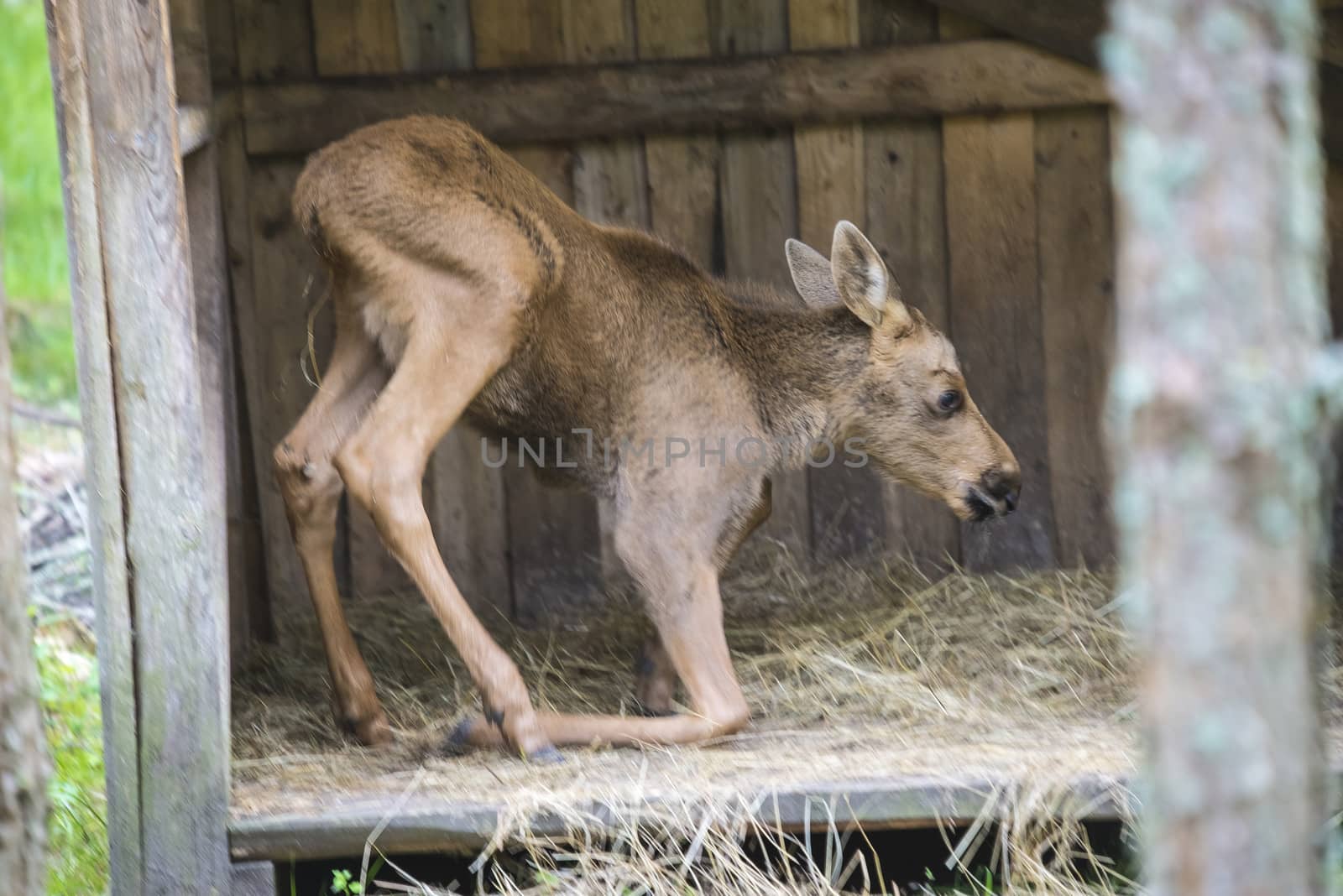 moose in a wildlife park (female calf) by steirus