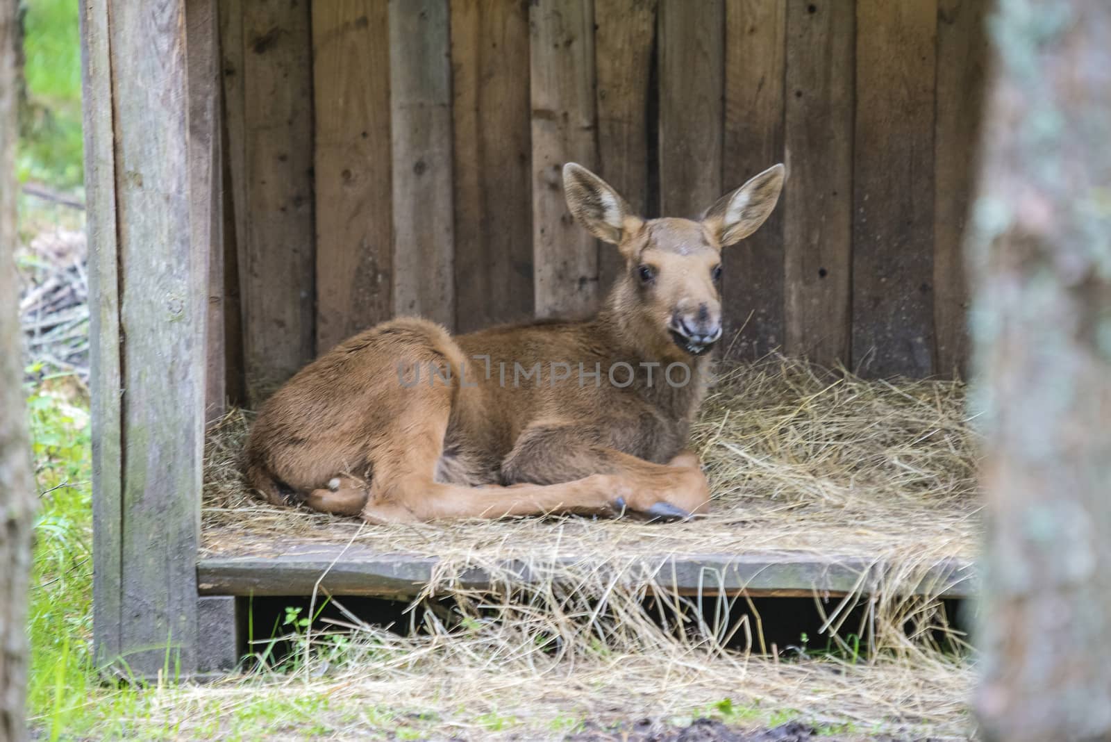 moose in a wildlife park (female calf) by steirus