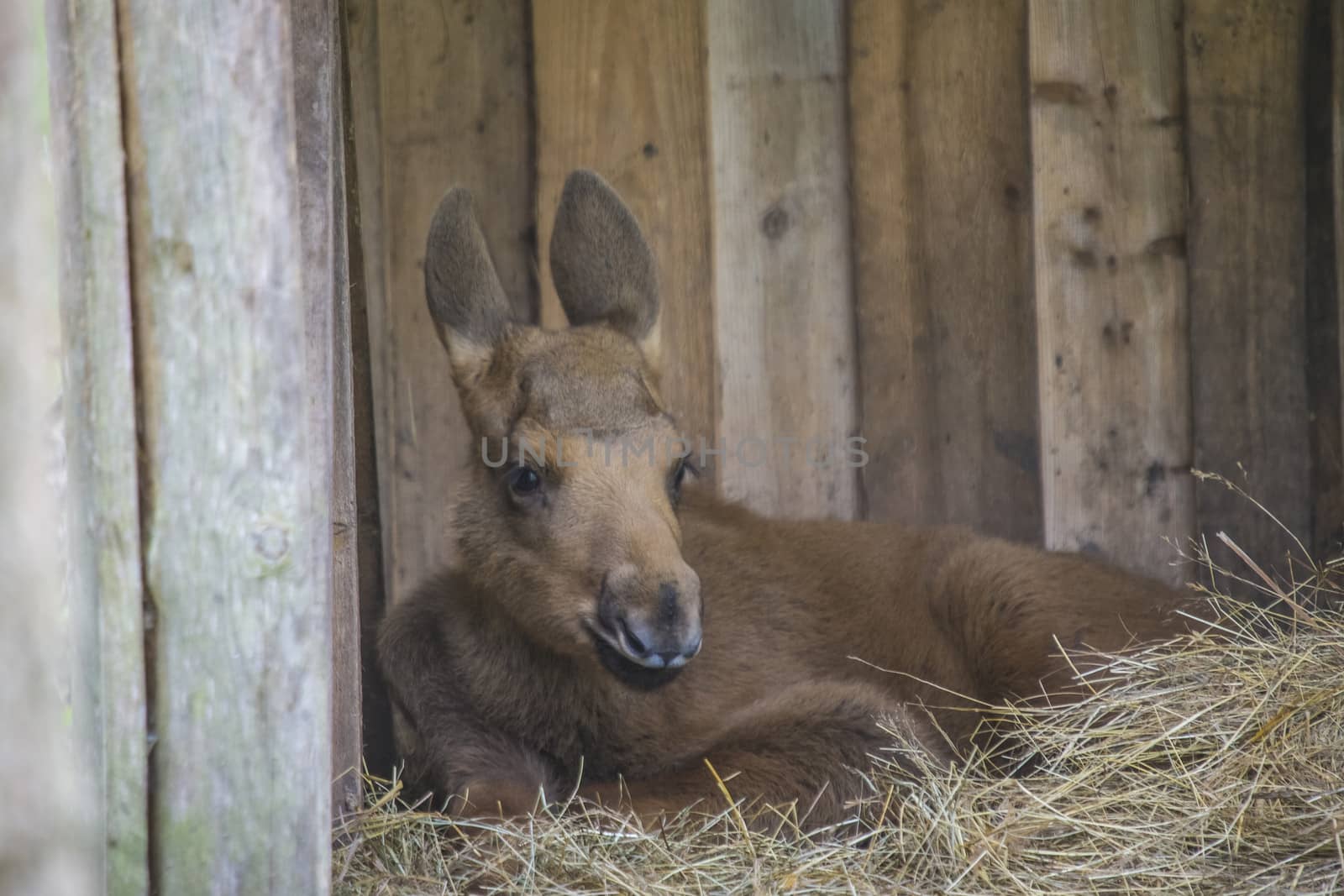 moose in a wildlife park (female calf) by steirus