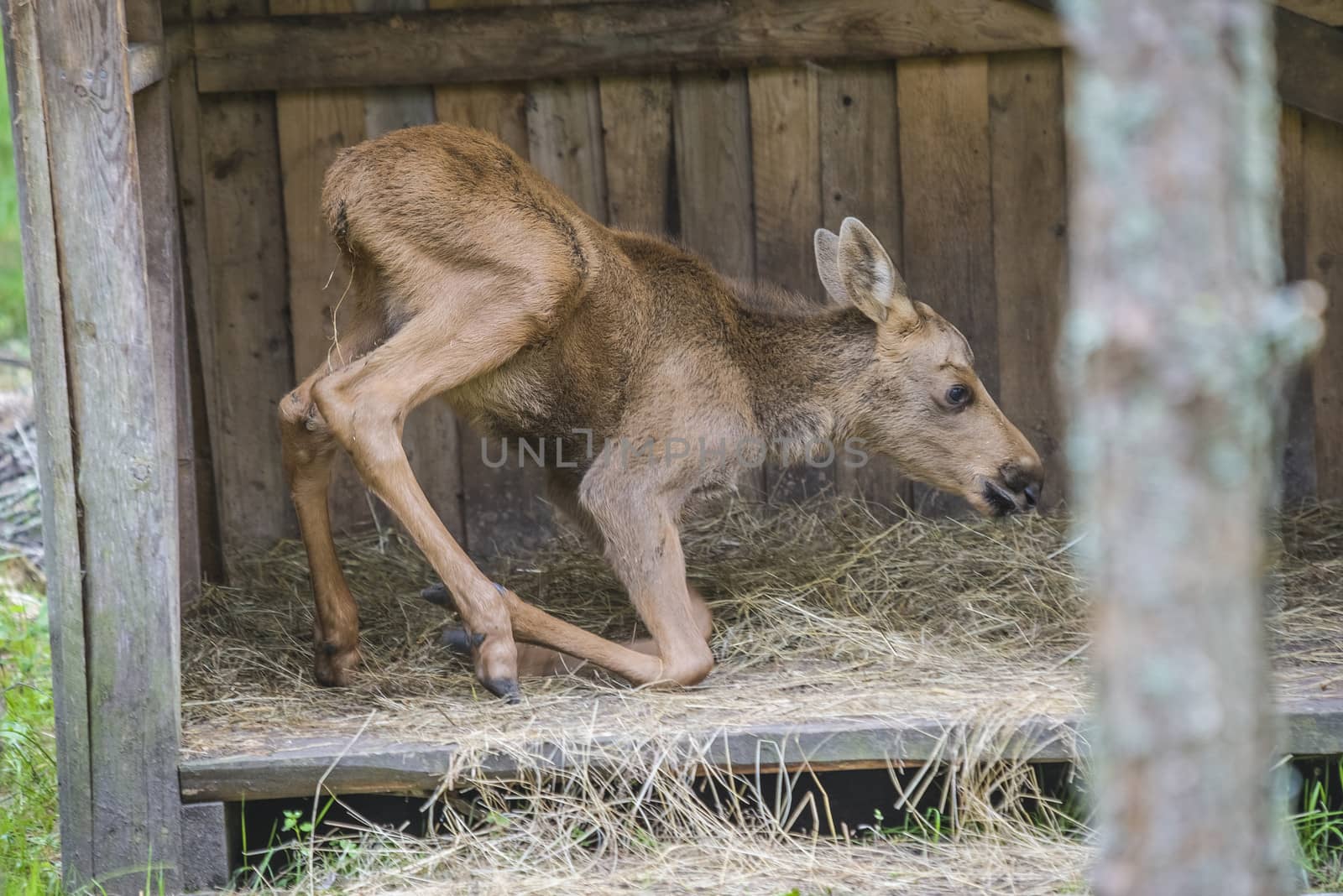 moose in a wildlife park (female calf) by steirus