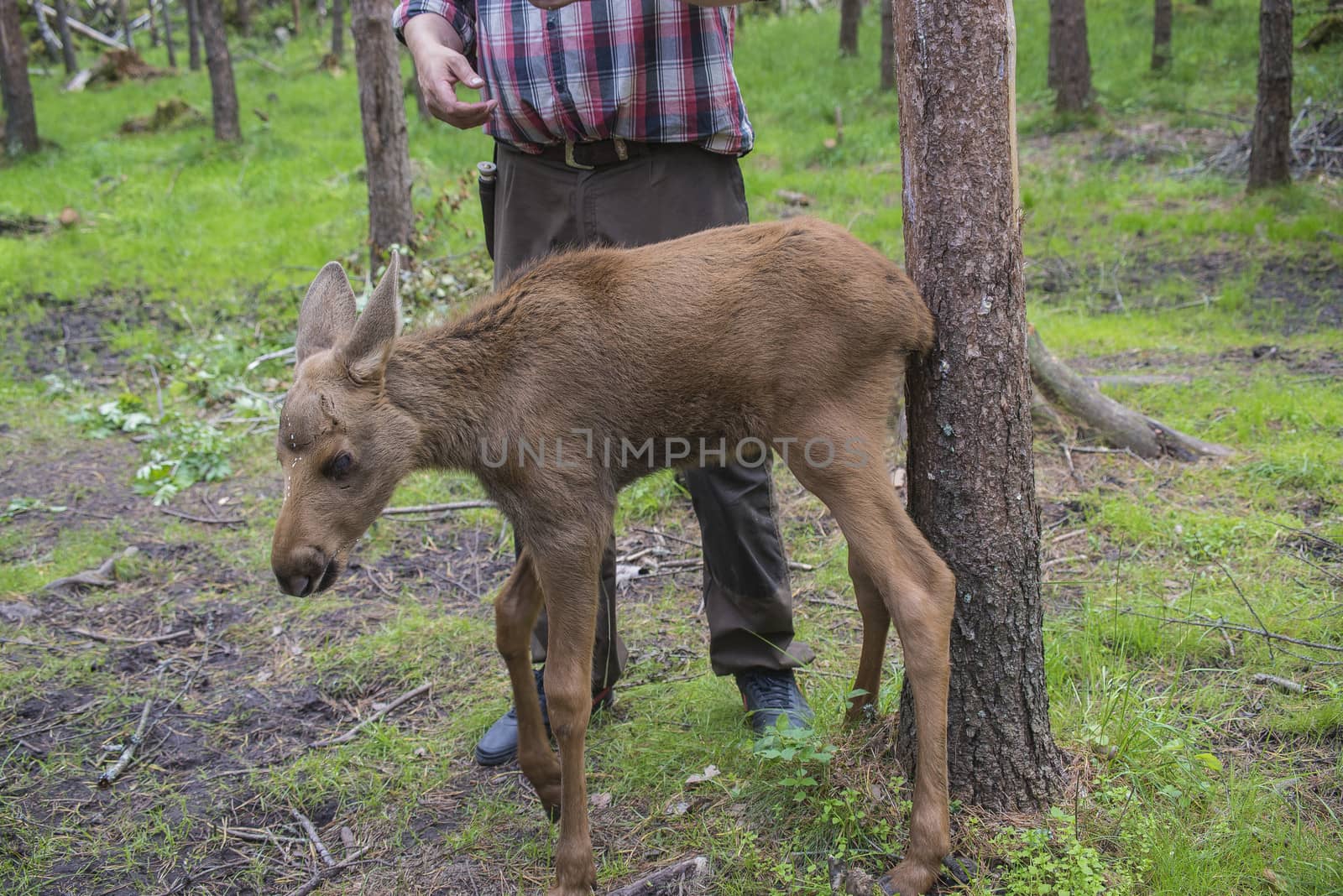moose in a wildlife park (female calf) by steirus