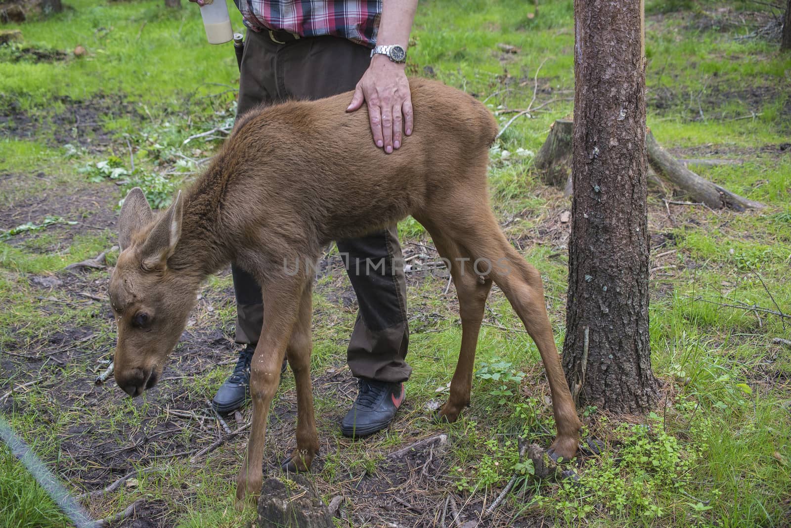 moose in a wildlife park (female calf) by steirus