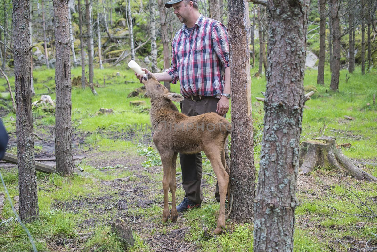 moose in a wildlife park (female calf) by steirus