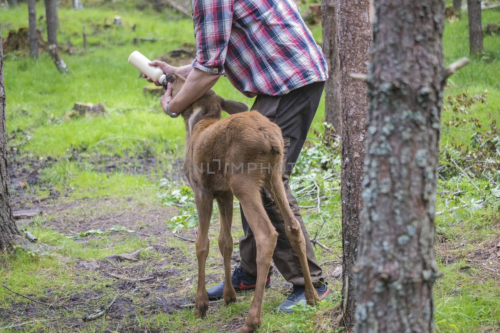 moose in a wildlife park (female calf) by steirus