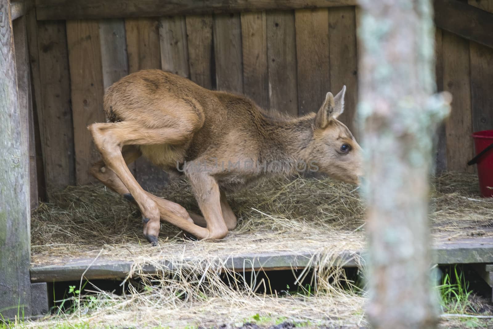 moose in a wildlife park (female calf) by steirus