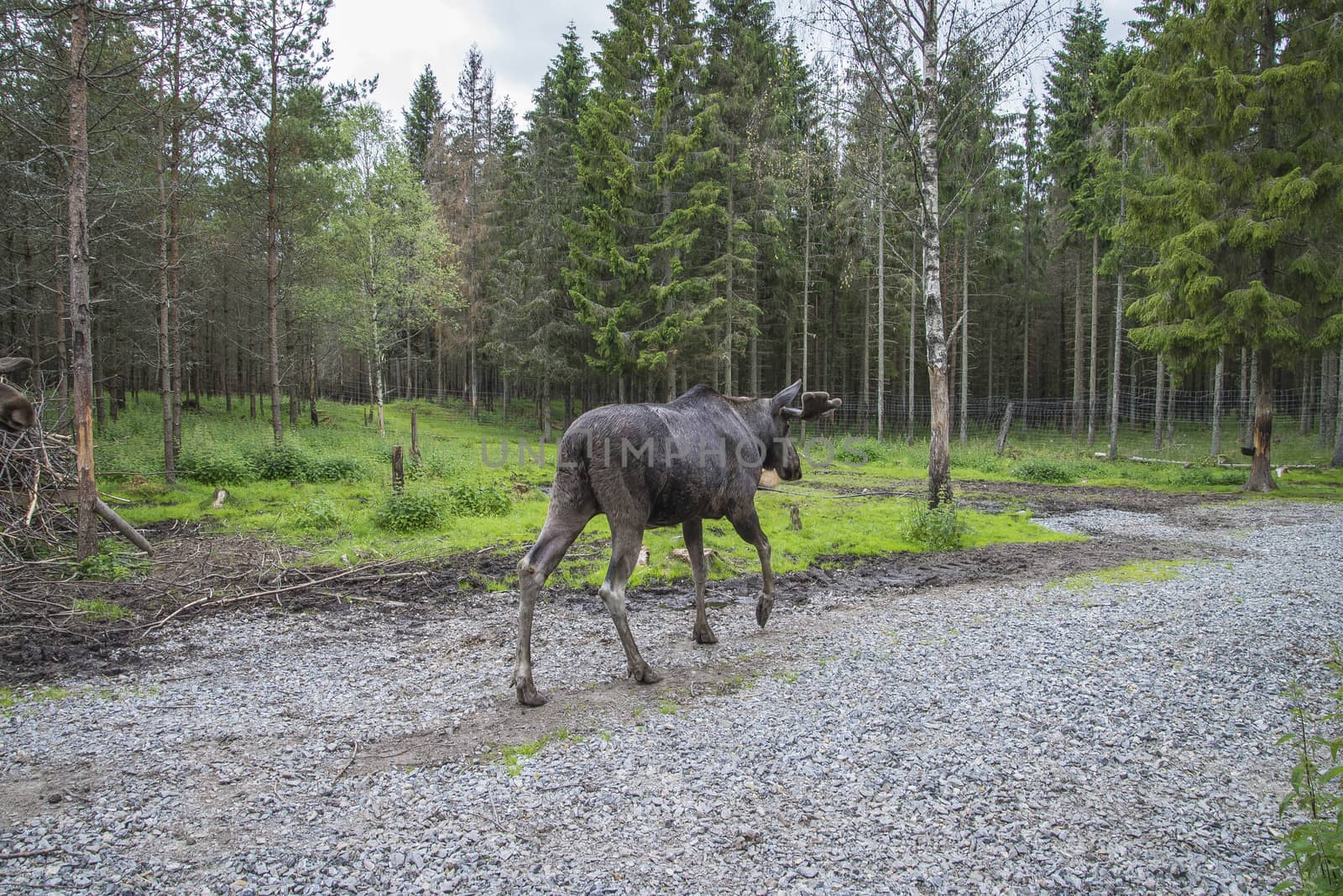 moose in a wildlife park by steirus