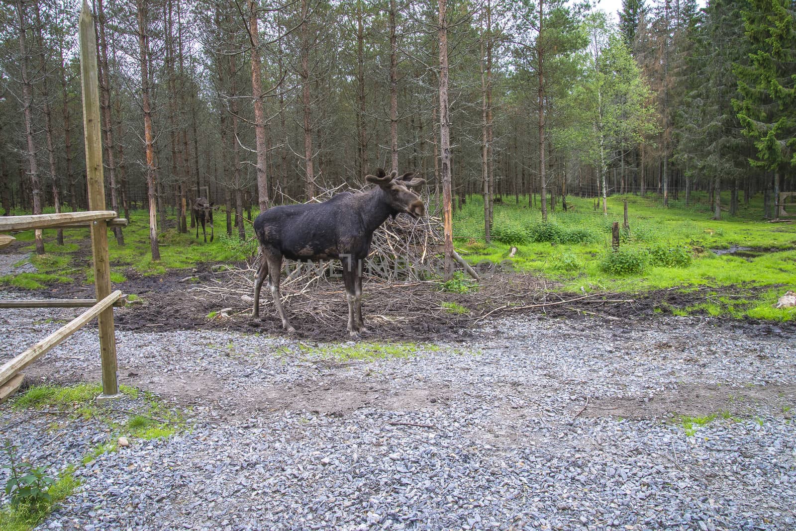 moose in a wildlife park by steirus