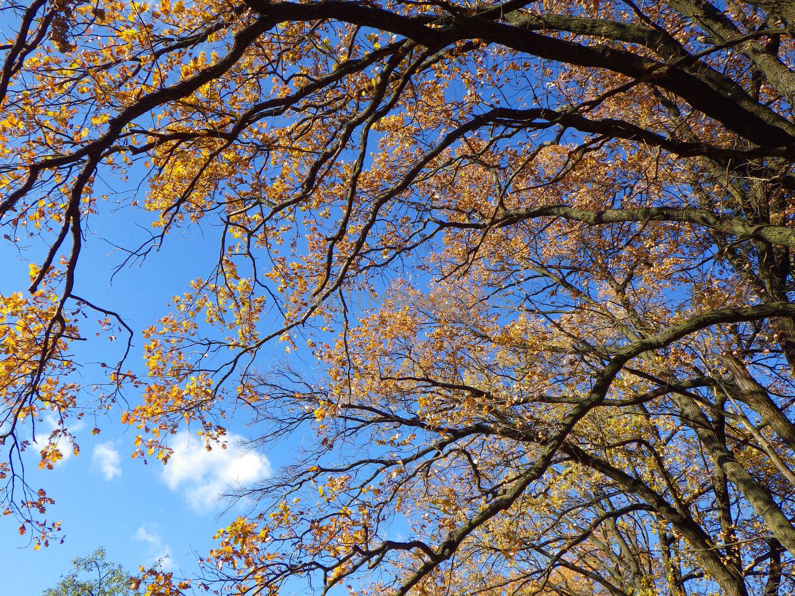 autumn forest background in a sunny day