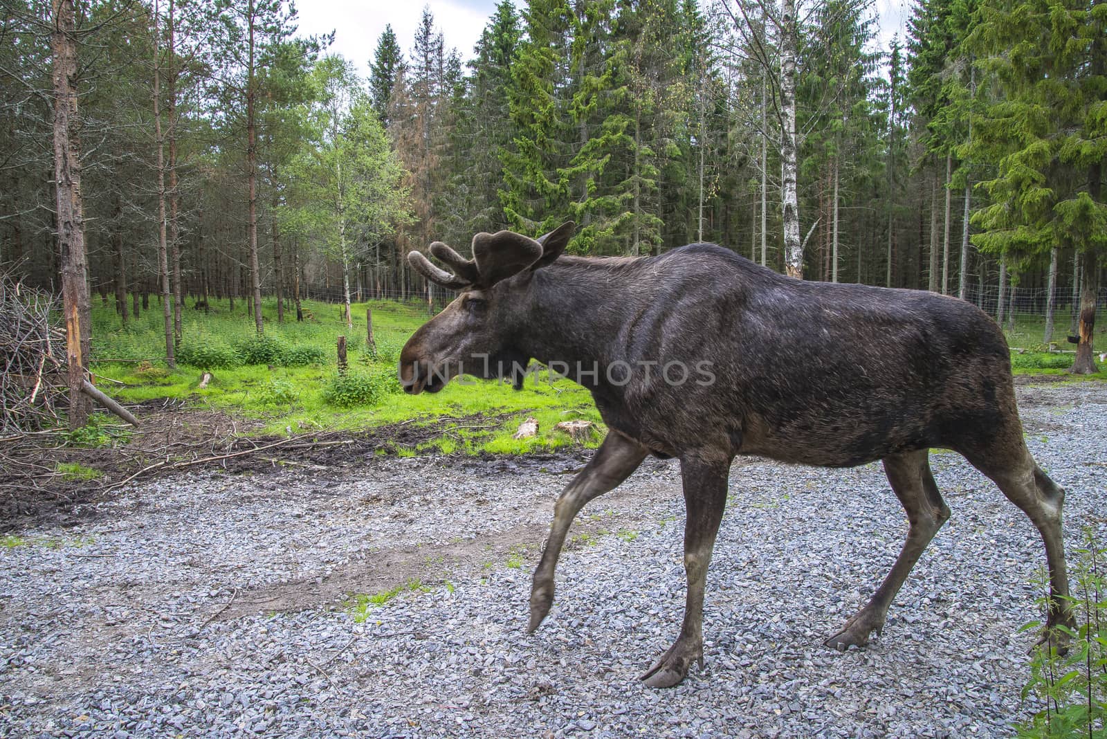 moose in a wildlife park by steirus