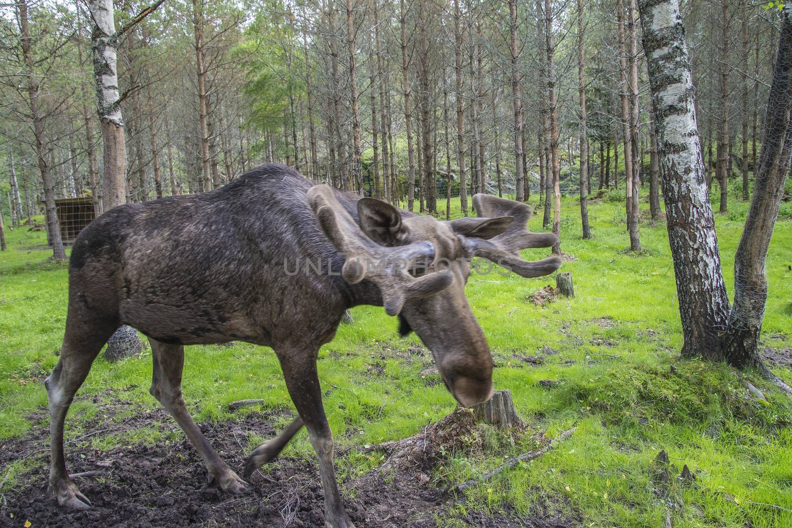 moose in a wildlife park by steirus