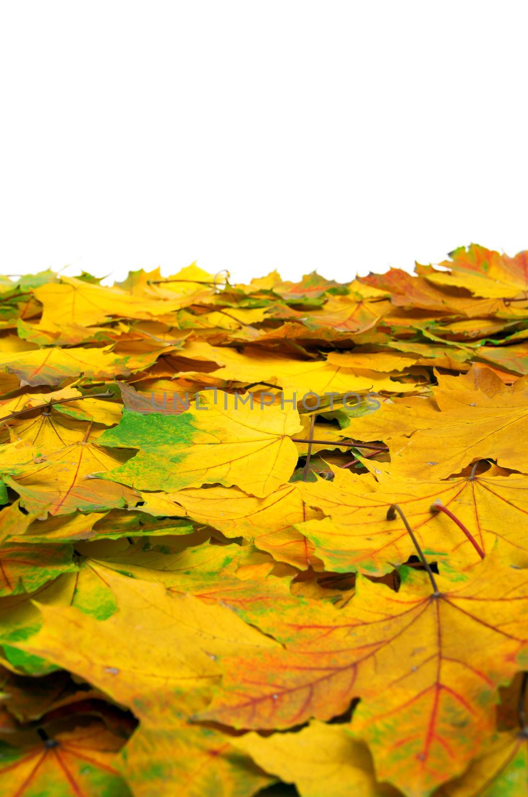 autumn leafs  by Pakhnyushchyy