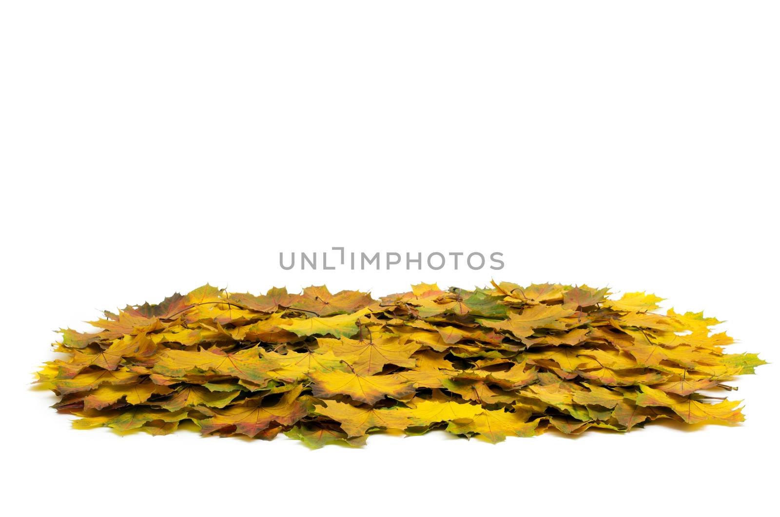 Background group autumn orange leaves