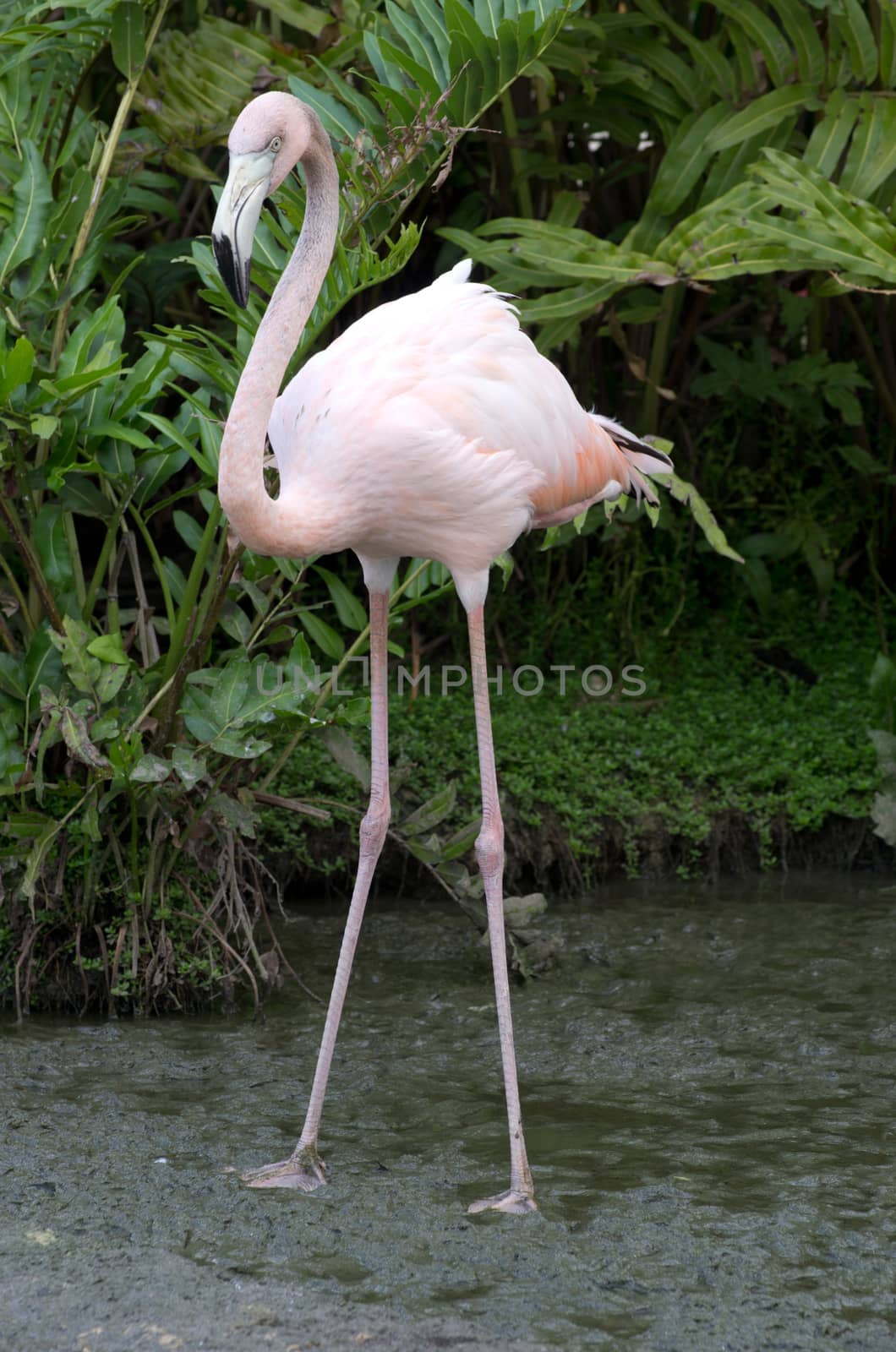  flamingos by Pakhnyushchyy