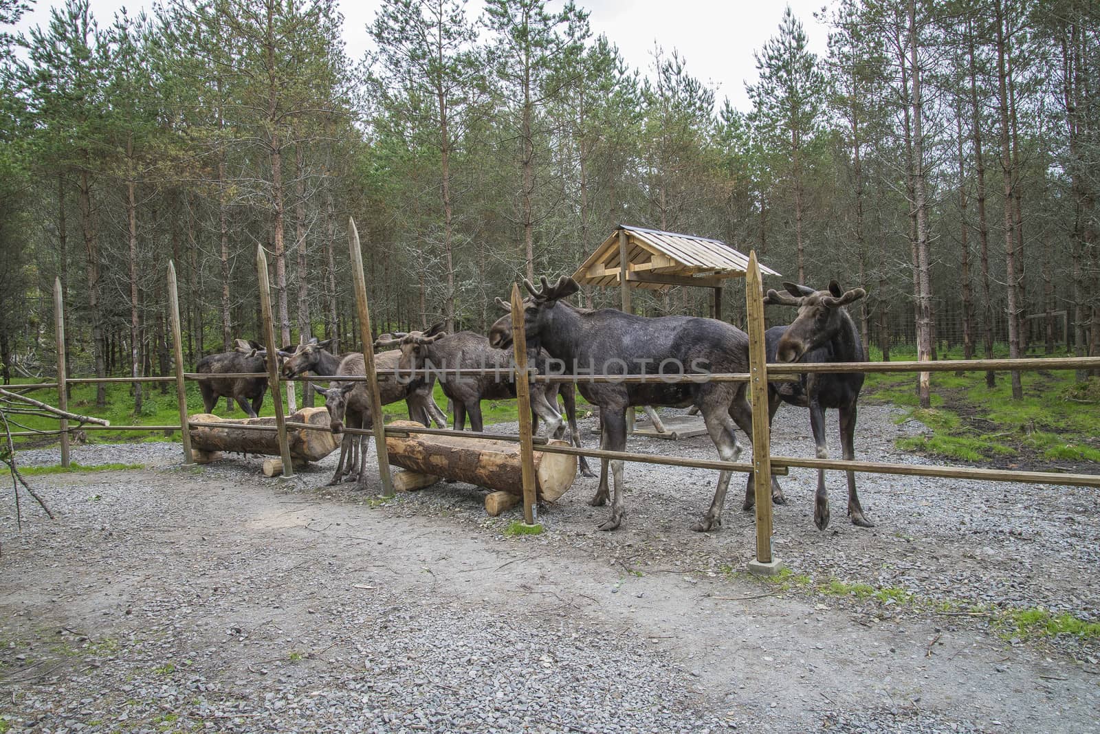 moose in a wildlife park by steirus