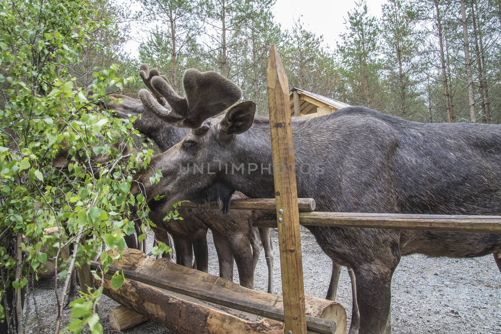 moose in a wildlife park by steirus