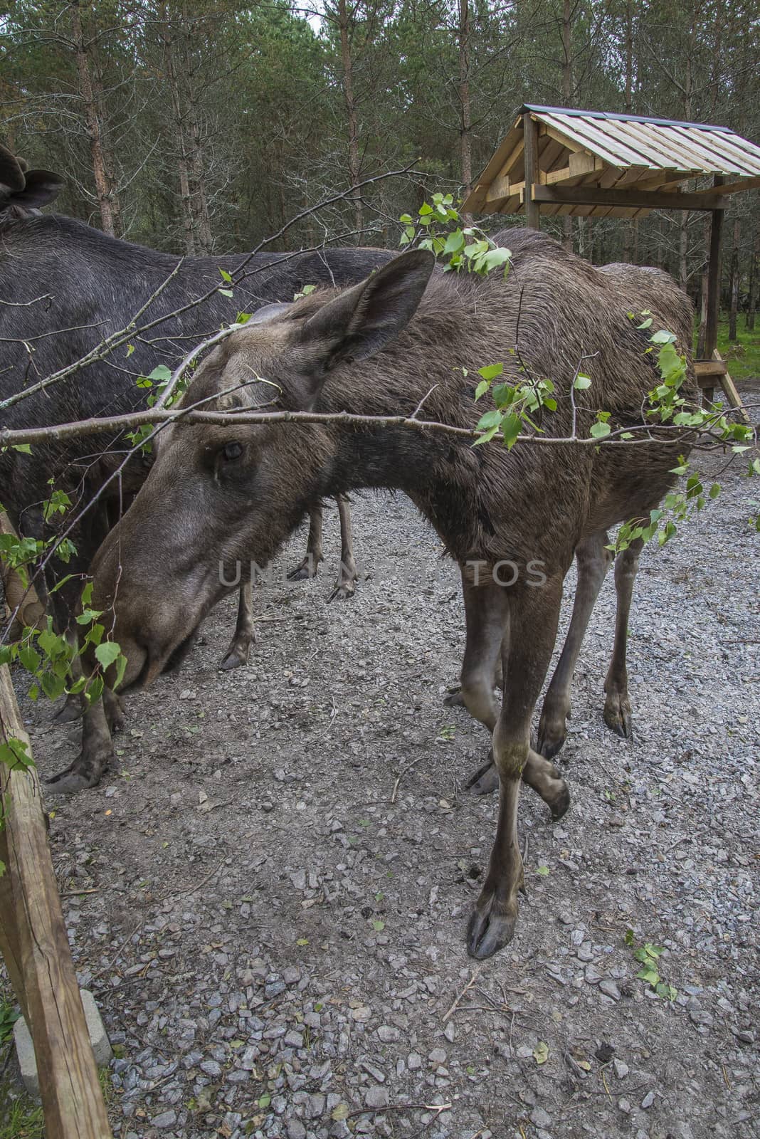 moose in a wildlife park by steirus