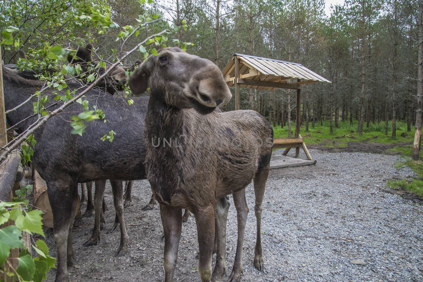 moose in a wildlife park by steirus