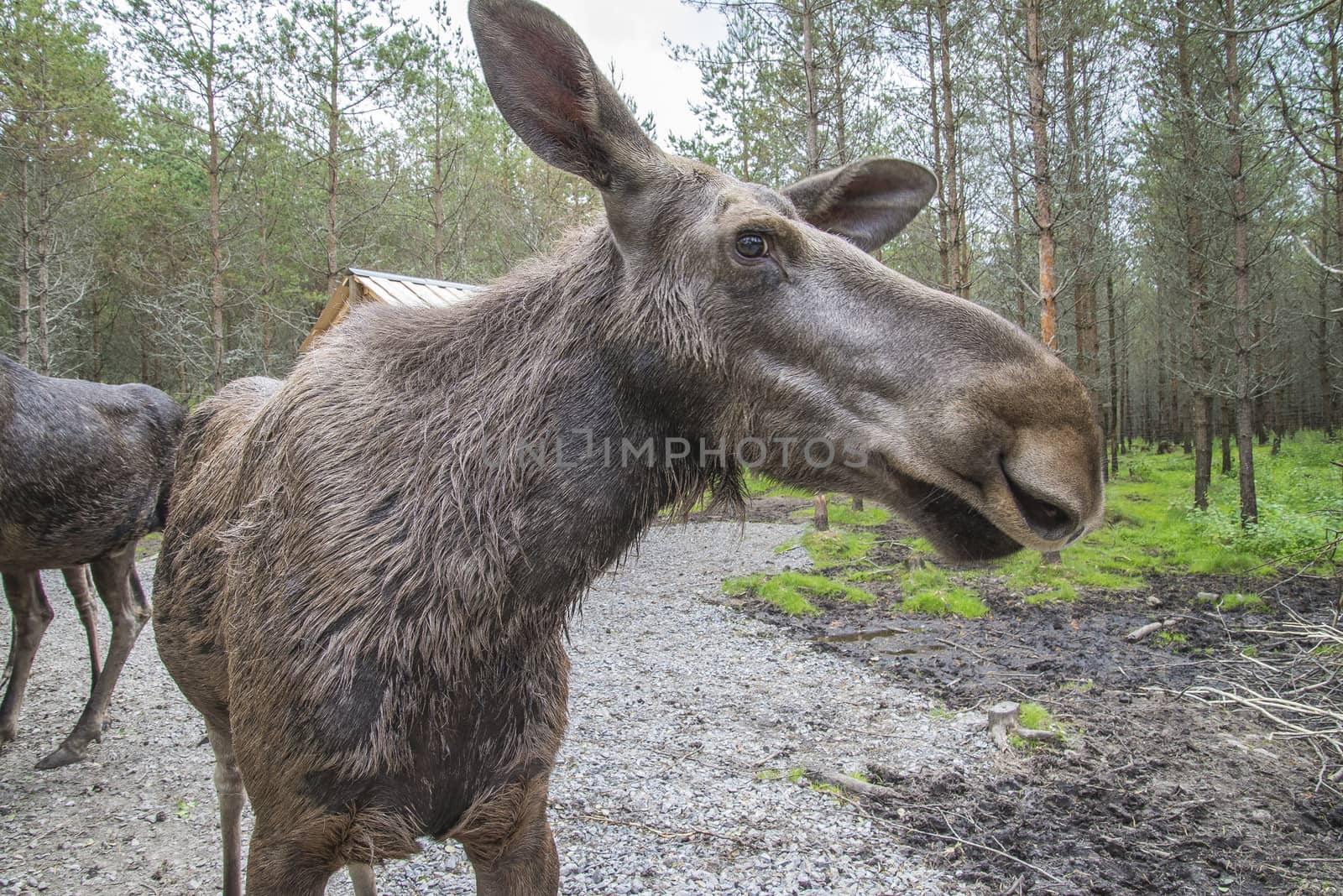 moose in a wildlife park by steirus