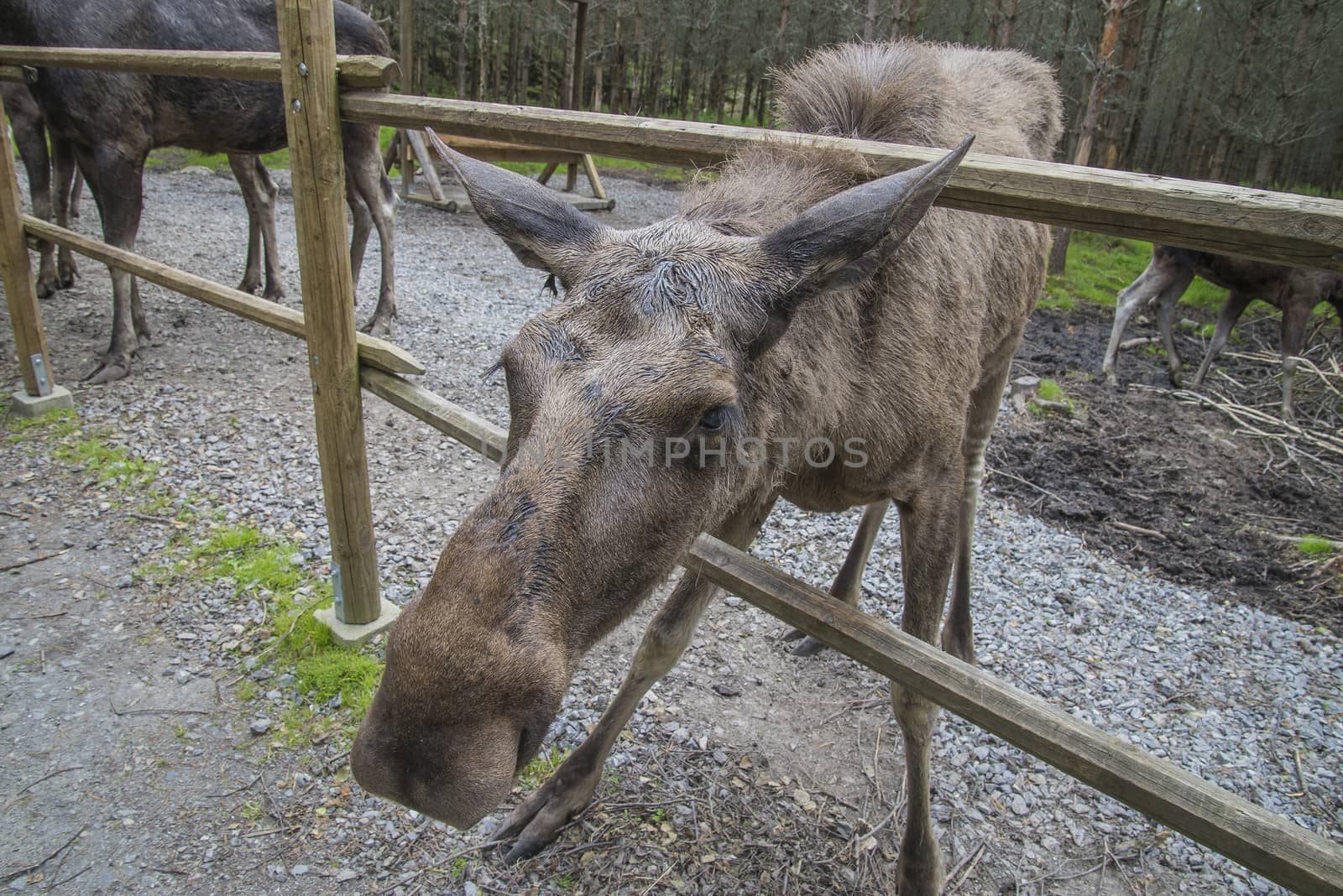 moose in a wildlife park by steirus