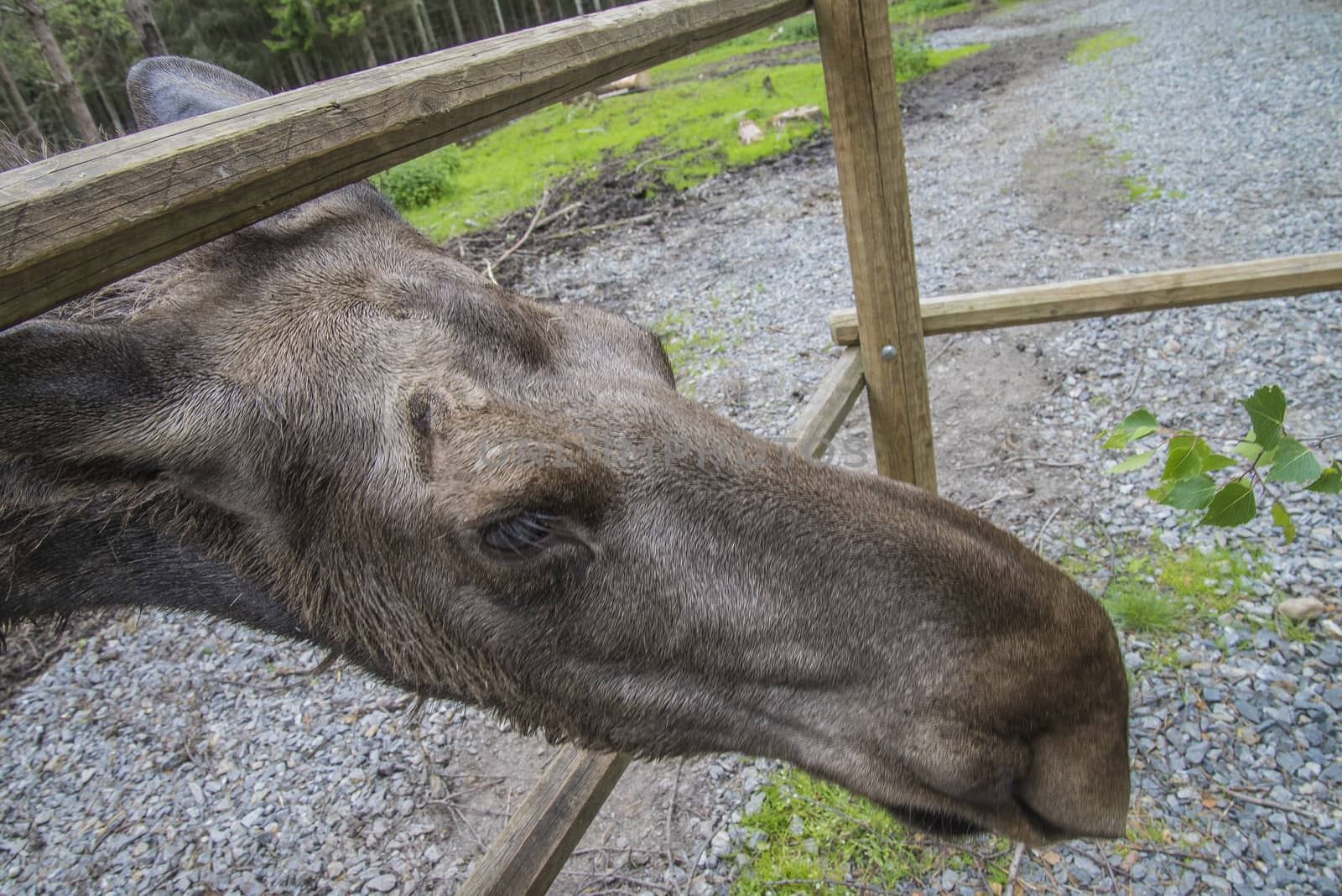 moose in a wildlife park by steirus