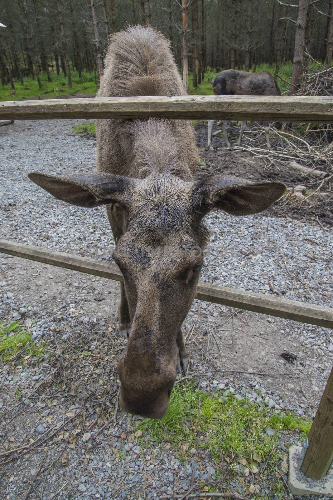 moose in a wildlife park by steirus