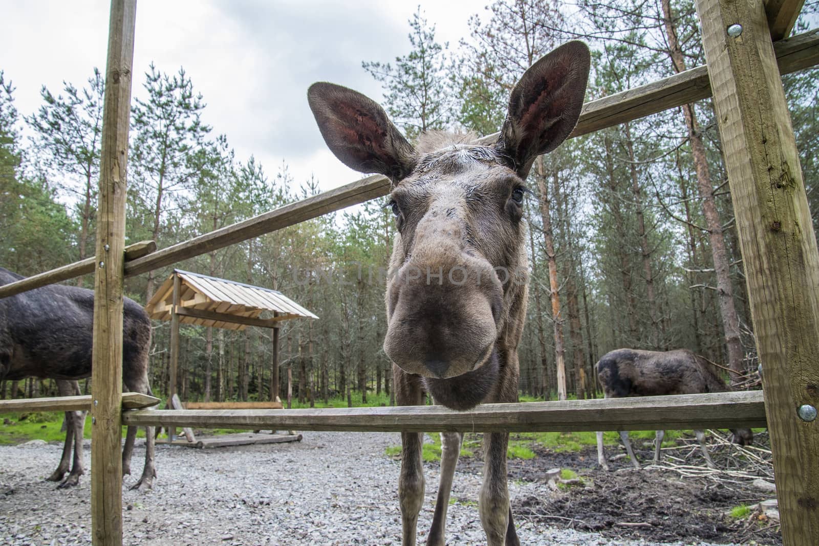 moose in a wildlife park by steirus