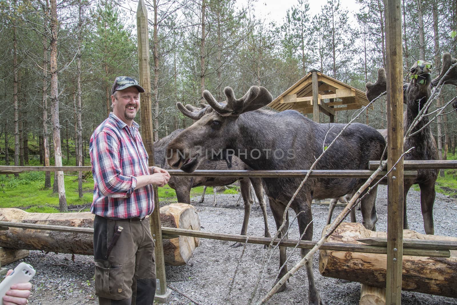 moose in a wildlife park by steirus