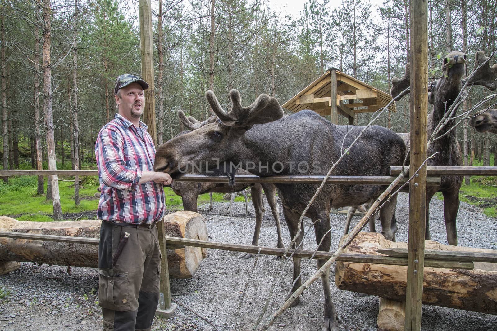 moose in a wildlife park by steirus