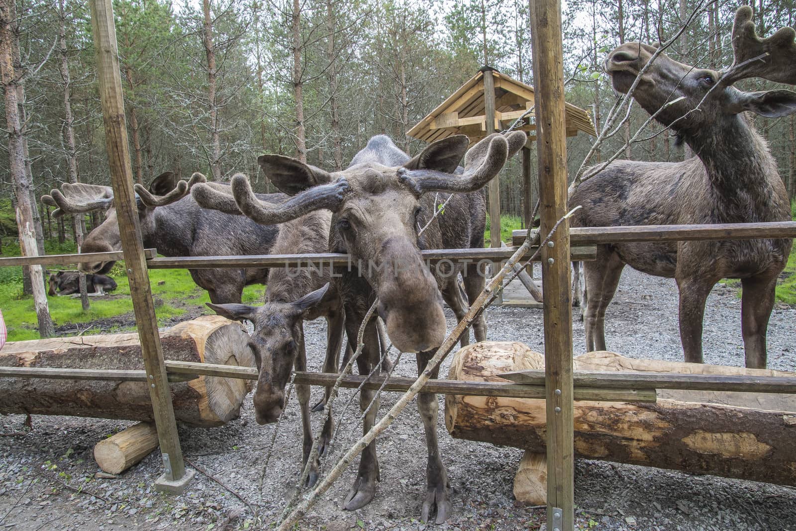 moose in a wildlife park by steirus