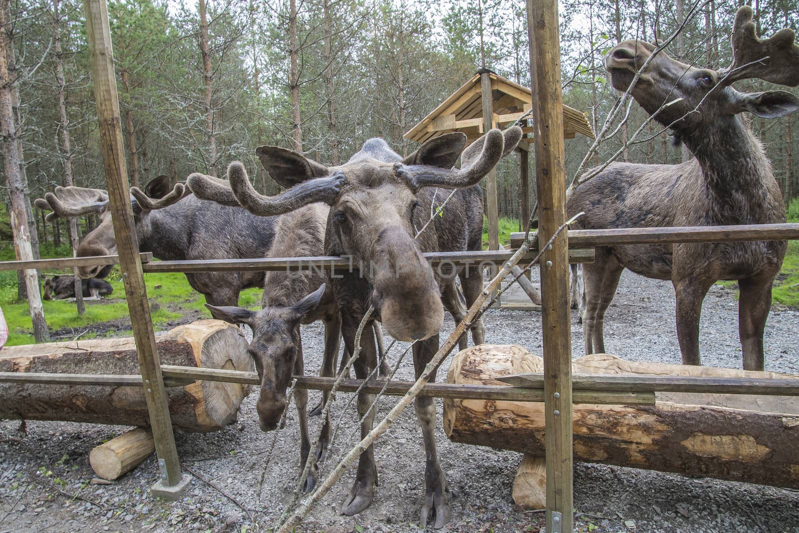 moose in a wildlife park by steirus