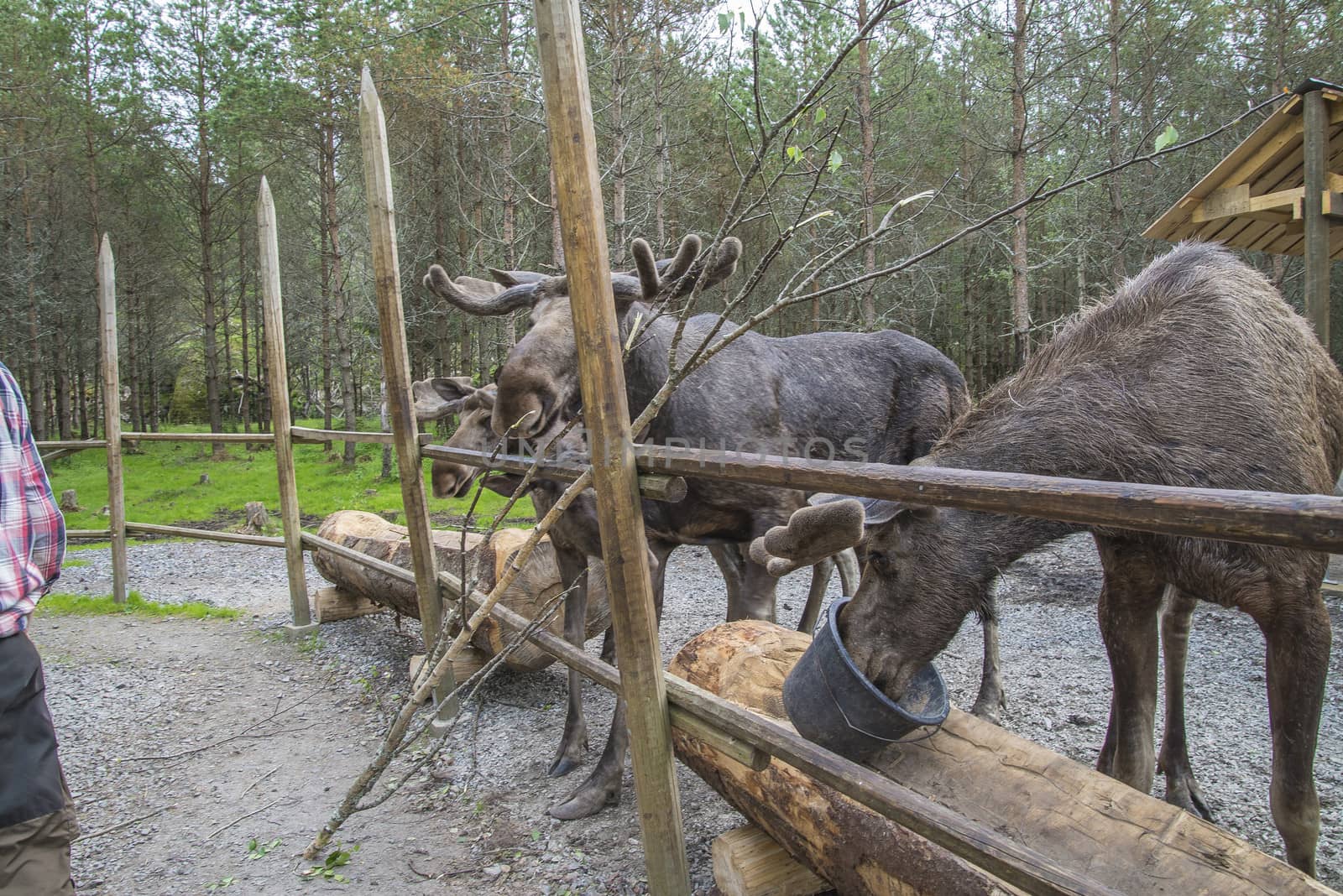 moose in a wildlife park by steirus