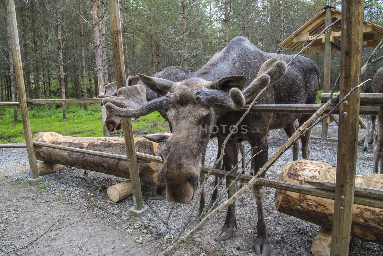 moose in a wildlife park by steirus