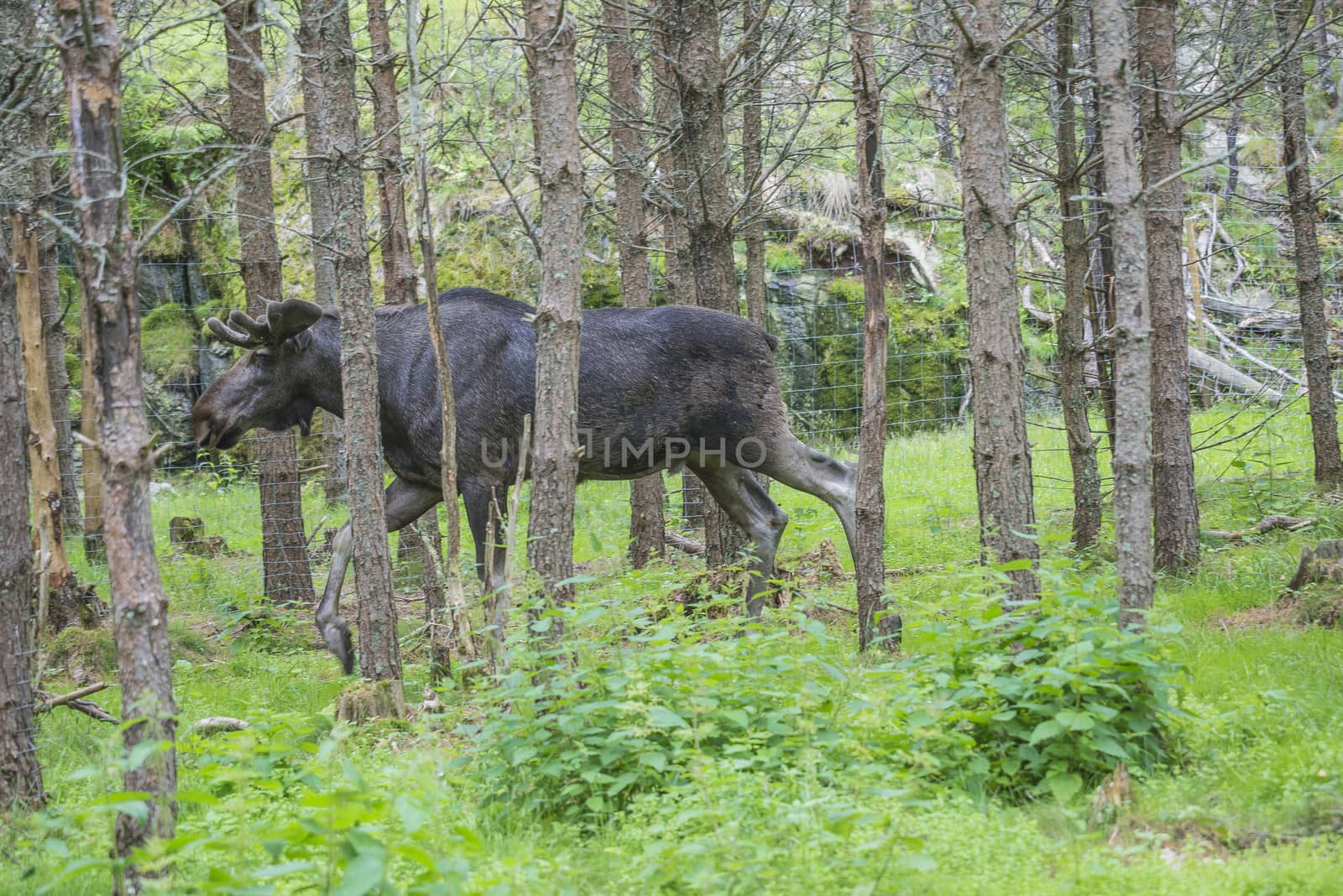 moose in a wildlife park by steirus