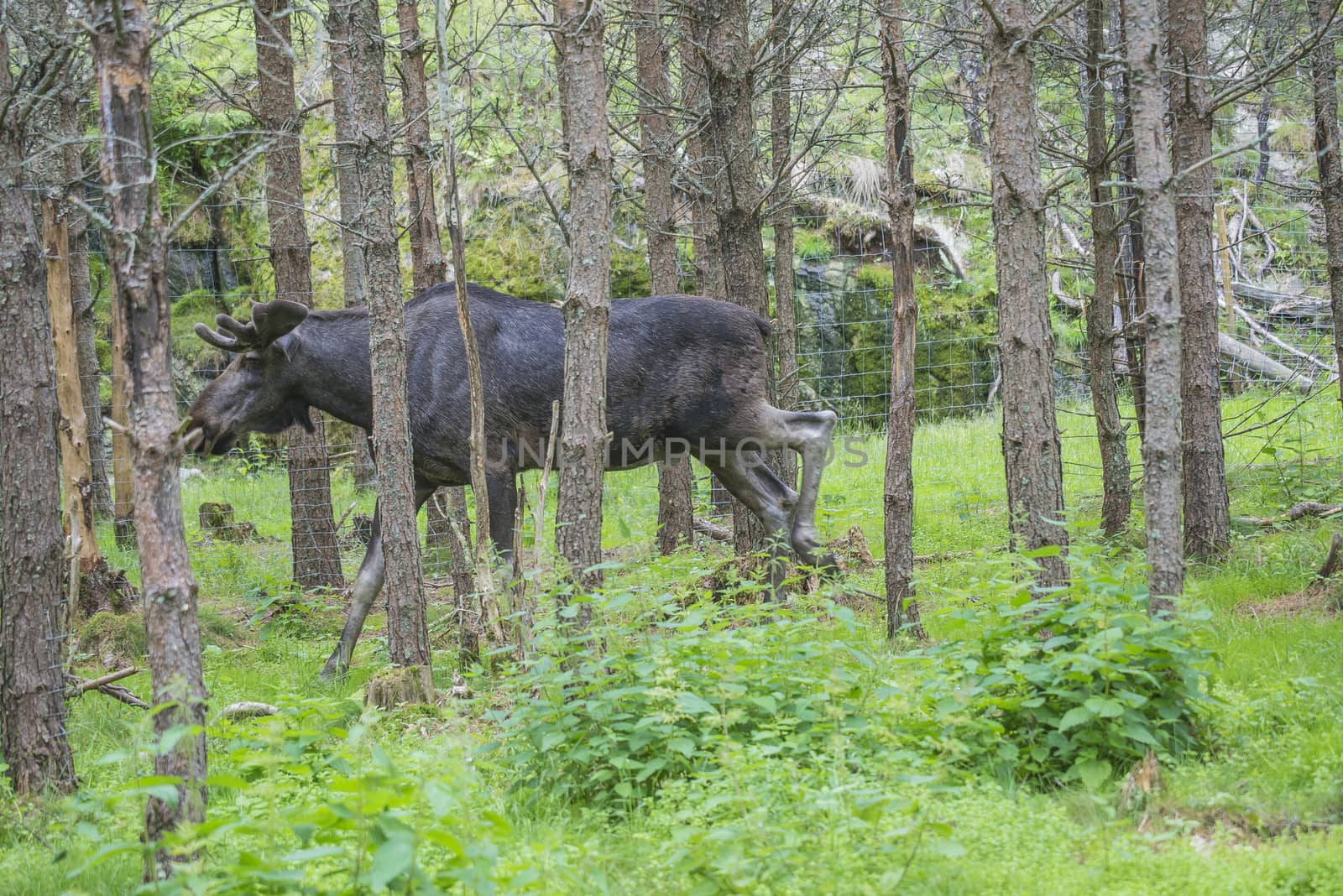 moose in a wildlife park by steirus