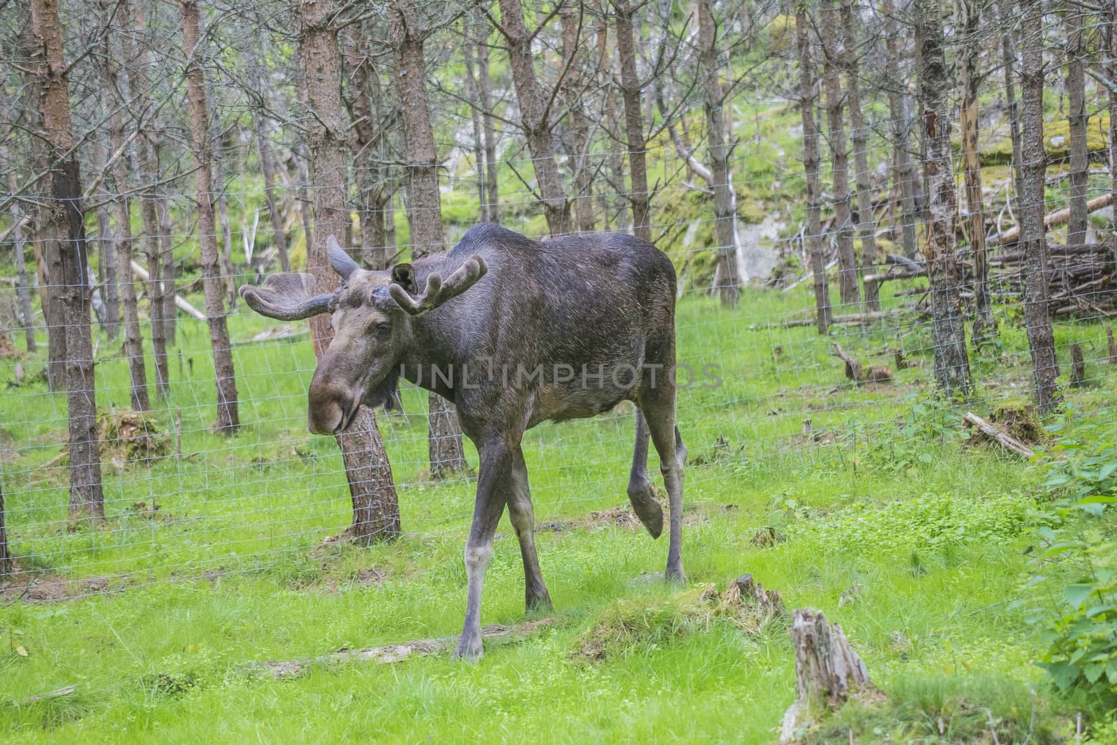 moose in a wildlife park by steirus