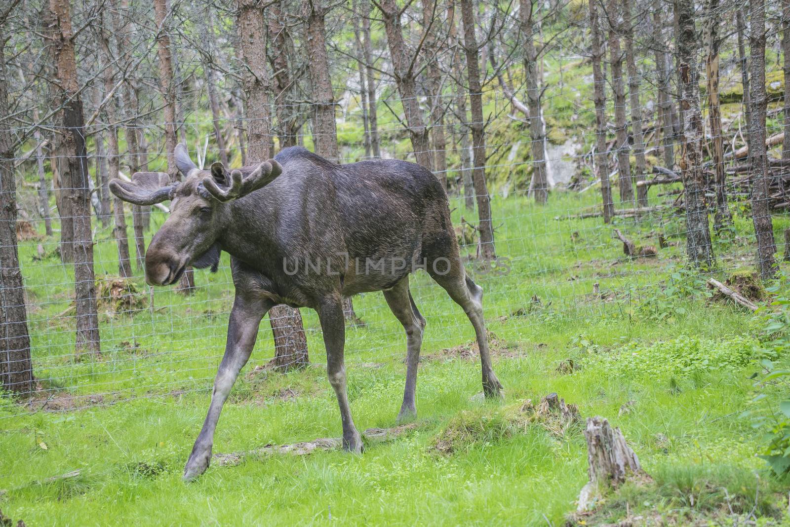 moose in a wildlife park by steirus