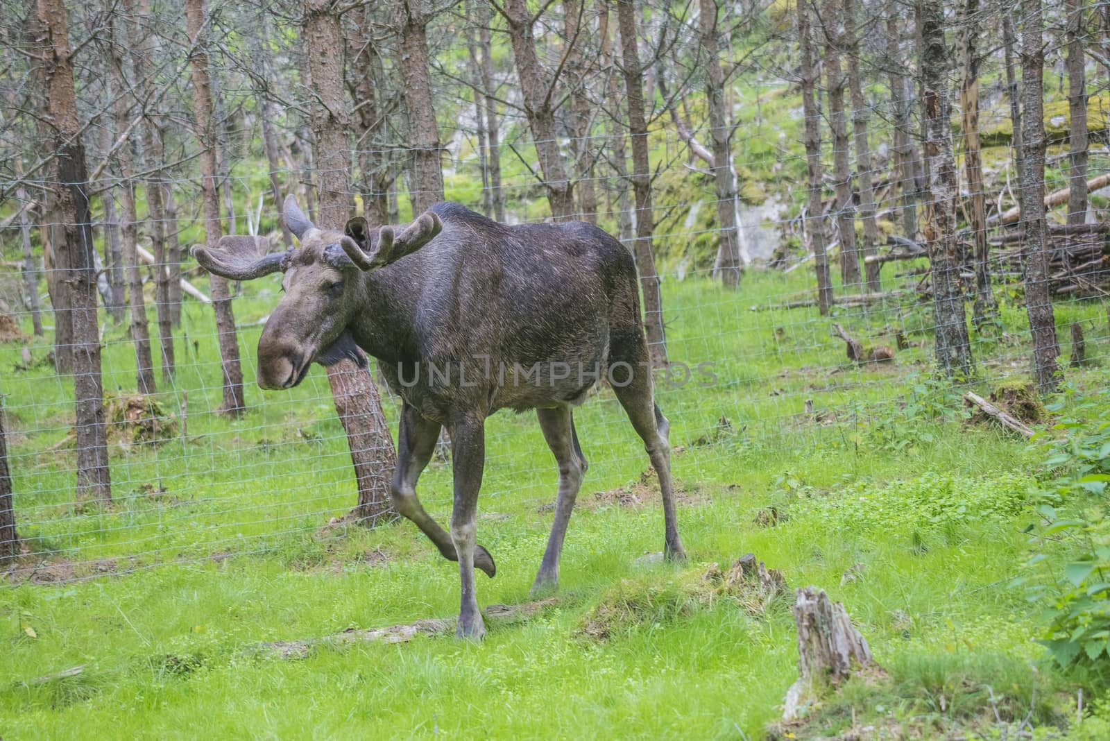 moose in a wildlife park by steirus