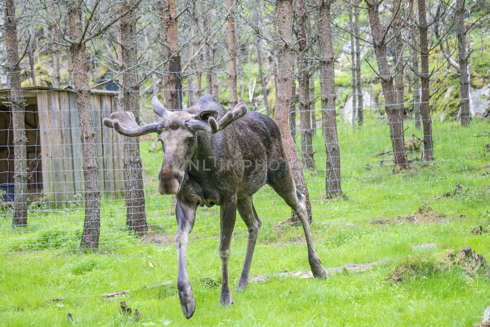 moose in a wildlife park by steirus